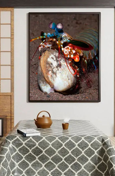 mantis shrimp, mantis shrimp punch, fastest punch, mantis shrimp facts, mantis shrimp fact, mantis s