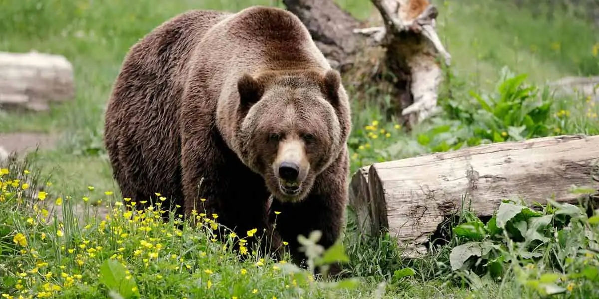 bears, bears bite, grizzly bears, grizzly bears bite, grizzly bears facts