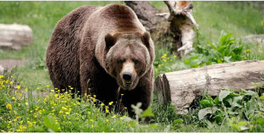 bears, bears bite, grizzly bears, grizzly bears bite, grizzly bears facts 