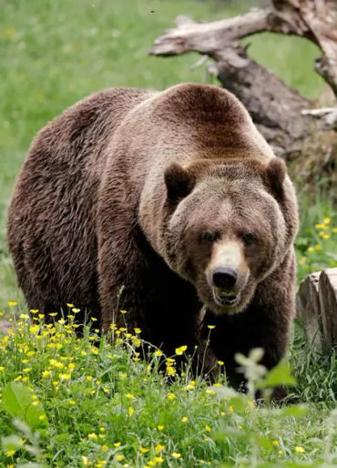 bears, bears bite, grizzly bears, grizzly bears bite, grizzly bears facts 