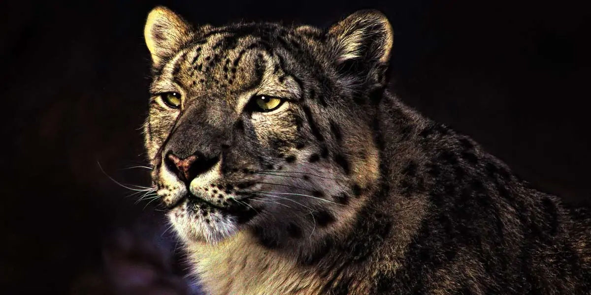 Snow leopards, Snow leopards facts, Snow leopards roar