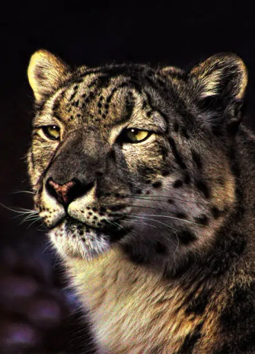 Snow leopards, Snow leopards facts, Snow leopards roar