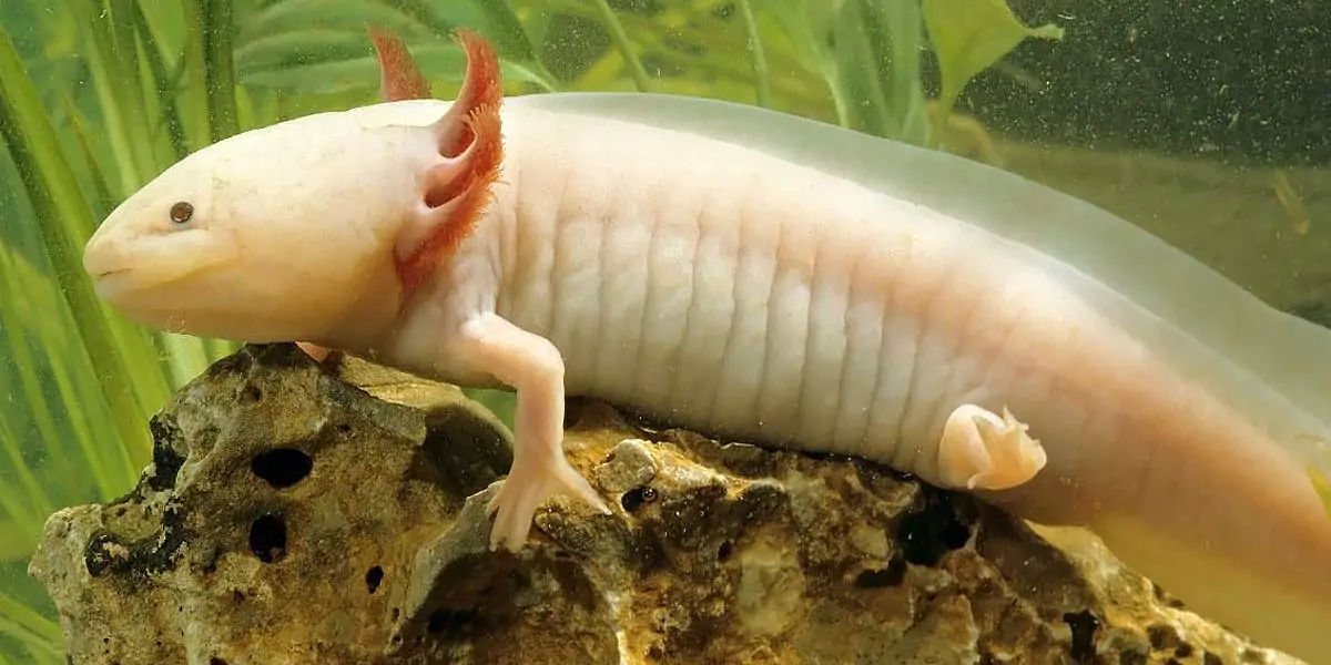 Axolotls, Axolotls facts, Axolotls fact, Axolotls regenaration