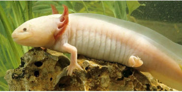 Axolotls, Axolotls facts, Axolotls fact, Axolotls regenaration 