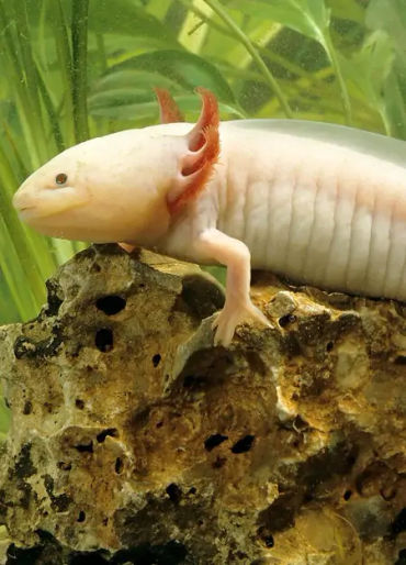 Axolotls, Axolotls facts, Axolotls fact, Axolotls regenaration 