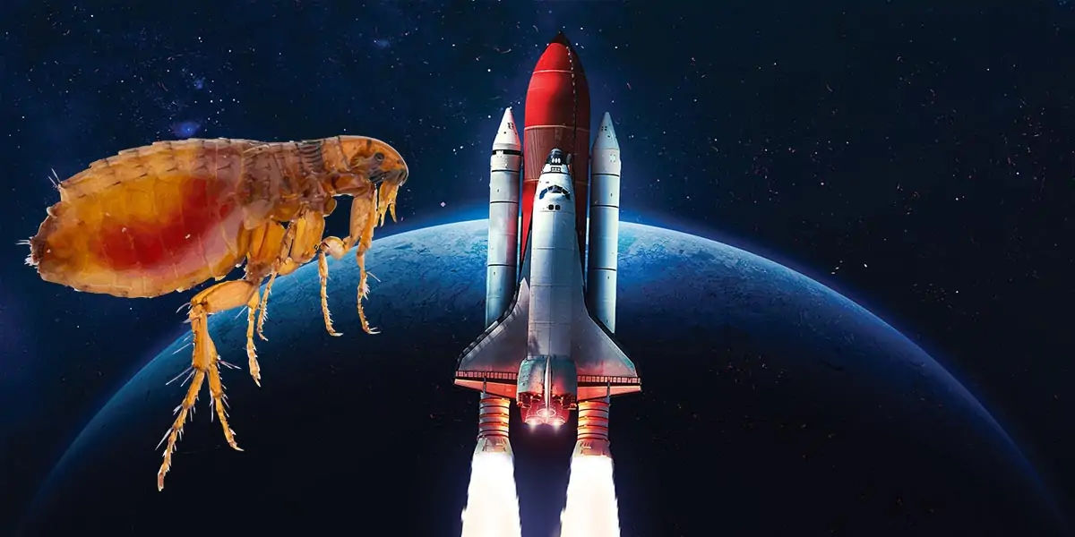 flea facts, flea speed, flea speed facts, flea acceleration