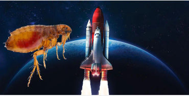 flea facts, flea speed, flea speed facts, flea acceleration