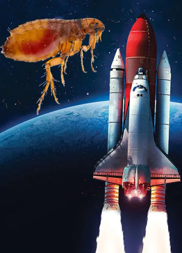 flea facts, flea speed, flea speed facts, flea acceleration