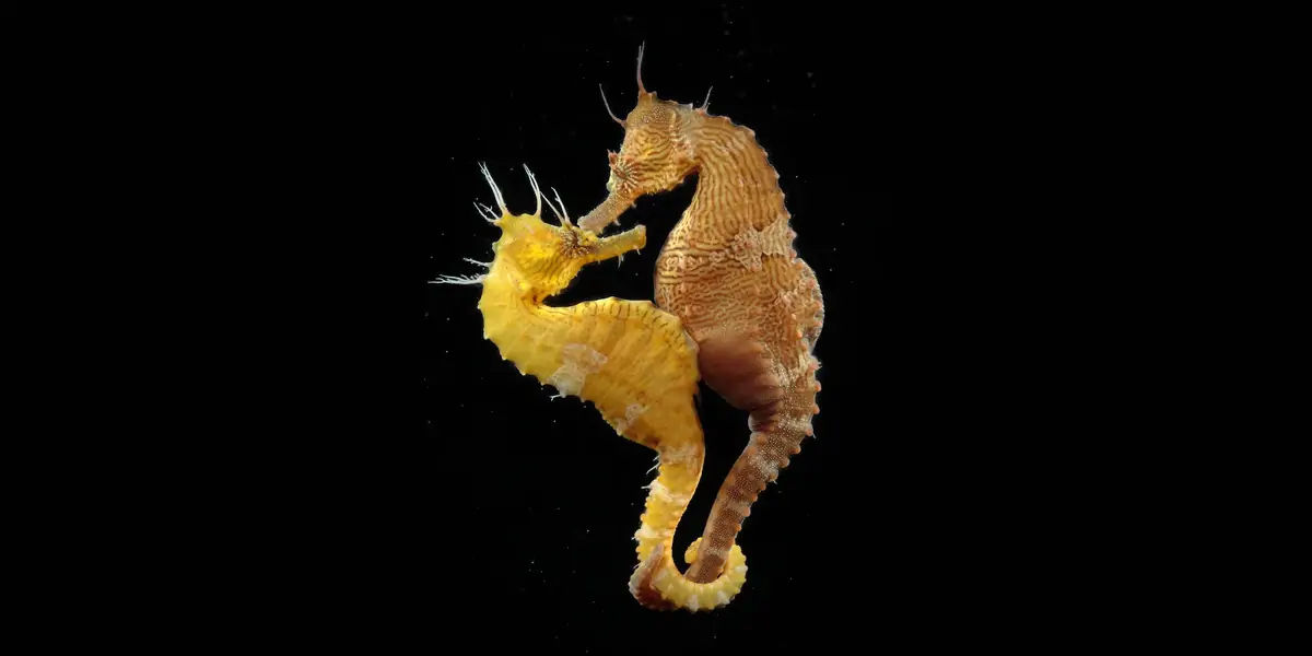 sea horses, seahorses, seahorses facts, seahorses reproduction