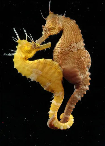 sea horses, seahorses, seahorses facts, seahorses reproduction
