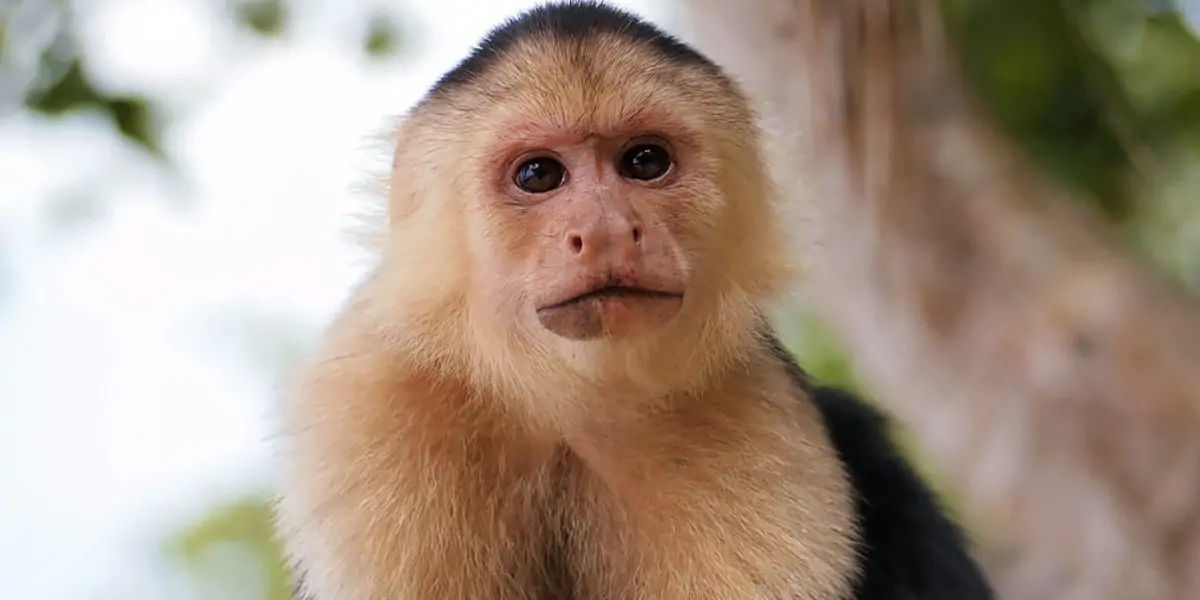 Capuchin monkeys, Capuchin monkeys facts, Capuchin monkeys fact, Capuchin monkeys friends, Capuchin 