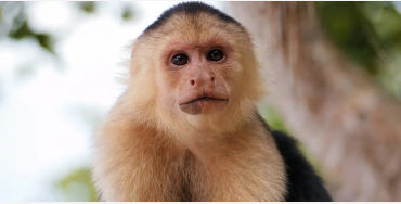 Capuchin monkeys, Capuchin monkeys facts, Capuchin monkeys fact, Capuchin monkeys friends, Capuchin 