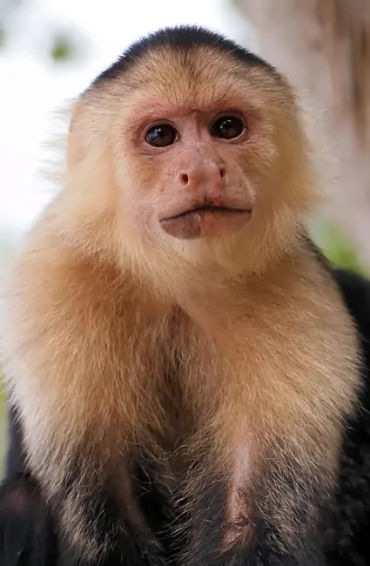 Capuchin monkeys, Capuchin monkeys facts, Capuchin monkeys fact, Capuchin monkeys friends, Capuchin 