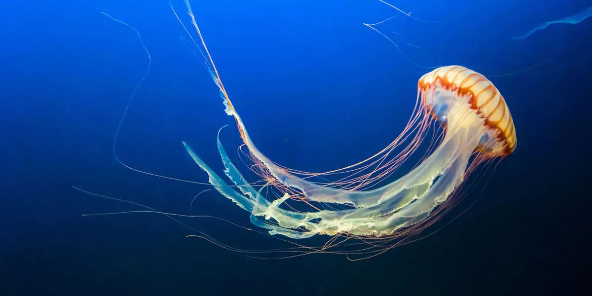 Irukandji, Irukandji jellyfish, australian Irukandji, Irukandji sting