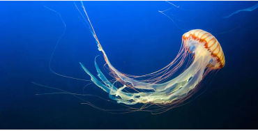 Irukandji, Irukandji jellyfish, australian Irukandji, Irukandji sting
