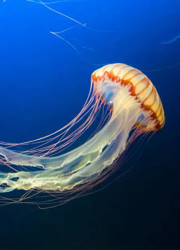 Irukandji, Irukandji jellyfish, australian Irukandji, Irukandji sting