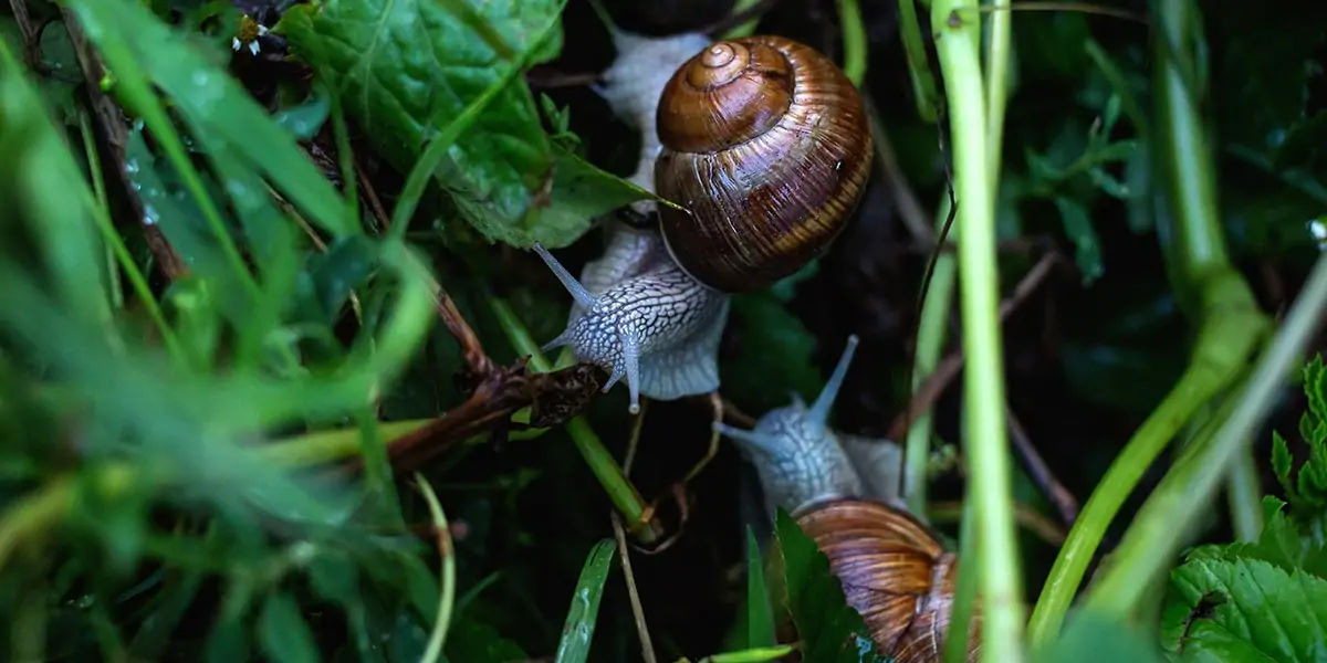 Snails, Snails facts, Snails powers, Snails sleep, Snails fact