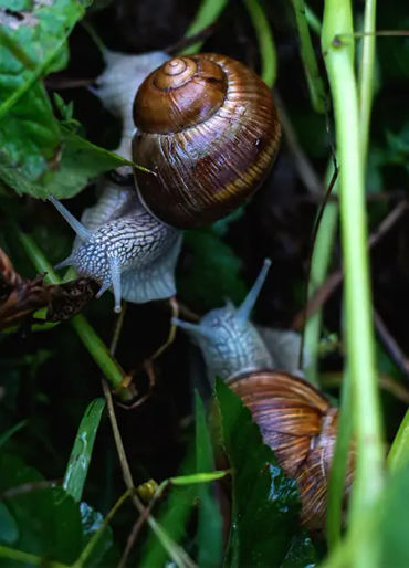 Snails, Snails facts, Snails powers, Snails sleep, Snails fact 