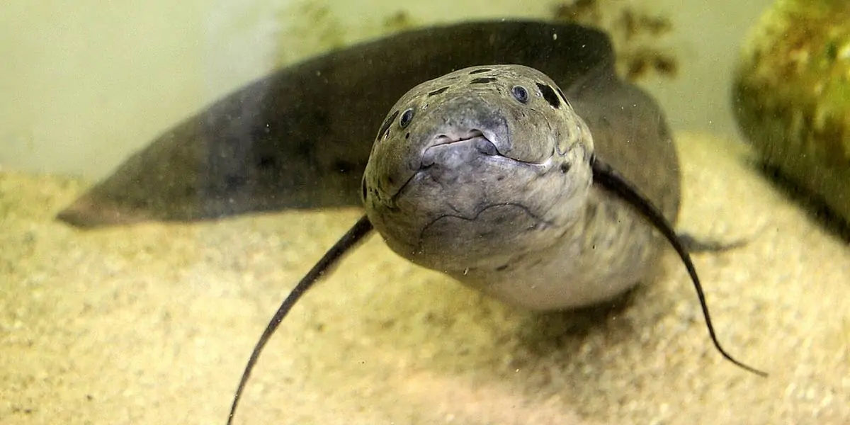 African Lungfish, African Lungfish facts, animal facts, weird animal facts