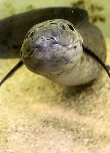 African Lungfish, African Lungfish facts, animal facts, weird animal facts 