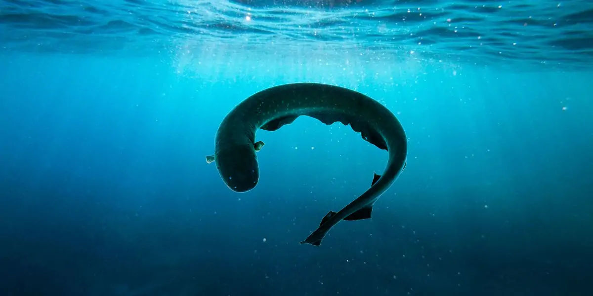 Eels, Eel facts, electric eel, animal facts, weird animal facts, amazing animal facts, interesting a