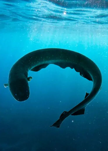 Eels, Eel facts, electric eel, animal facts, weird animal facts, amazing animal facts, interesting a
