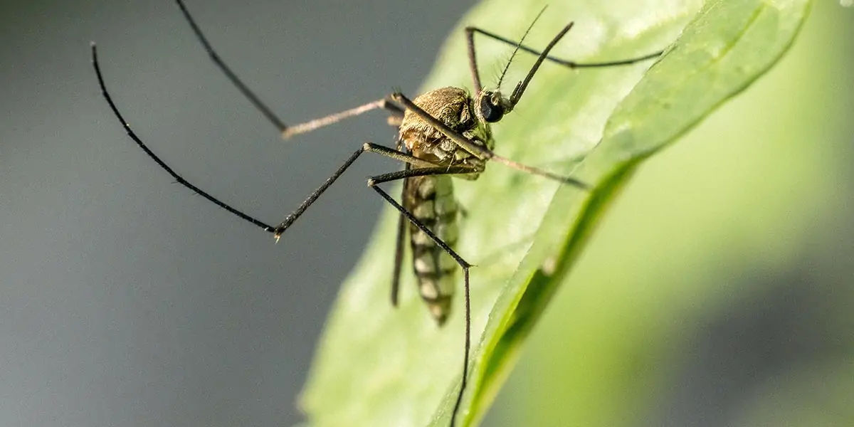 Fun Facts About Animals : Fun Fact! Mosquitoes are the most dangerous  insects on the earth. | Shortpedia