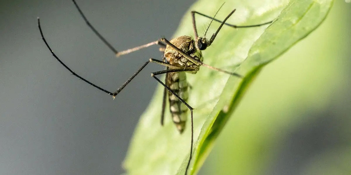 Fun Facts About Animals : Fun Fact! Mosquitoes are the most dangerous insects on the earth. | Shortpedia Fun Facts About Animals : Fun Fact! Mosquitoes are the most dangerous insects on the earth. | Shortpedia