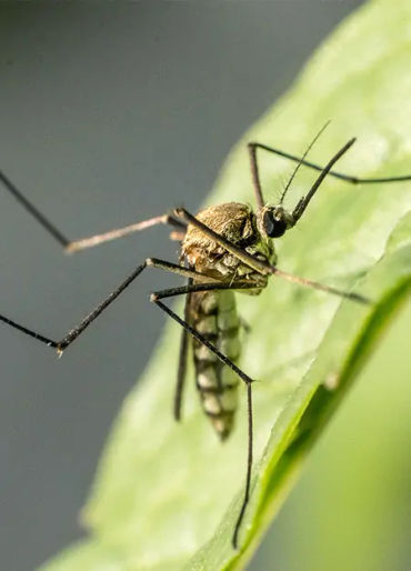 mosquitos, mosquitos facts, malaria, animal facts, weird animal facts, amazing animal facts, interes