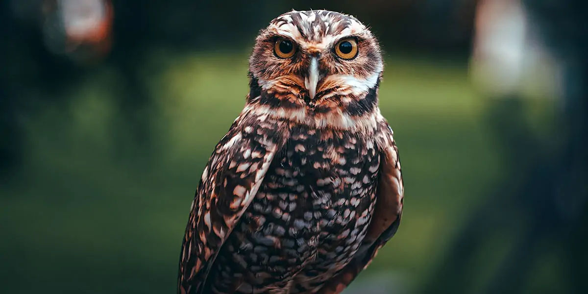 Owls, Owls facts, animal facts, weird animal facts, amazing animal facts, interesting animal facts, 
