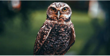 Owls, Owls facts, animal facts, weird animal facts, amazing animal facts, interesting animal facts, 