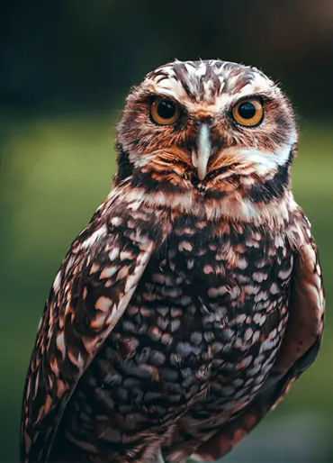 Owls, Owls facts, animal facts, weird animal facts, amazing animal facts, interesting animal facts, 
