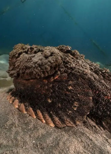 animal facts, weird animal facts, amazing animal facts, interesting animal facts, fun facts about an