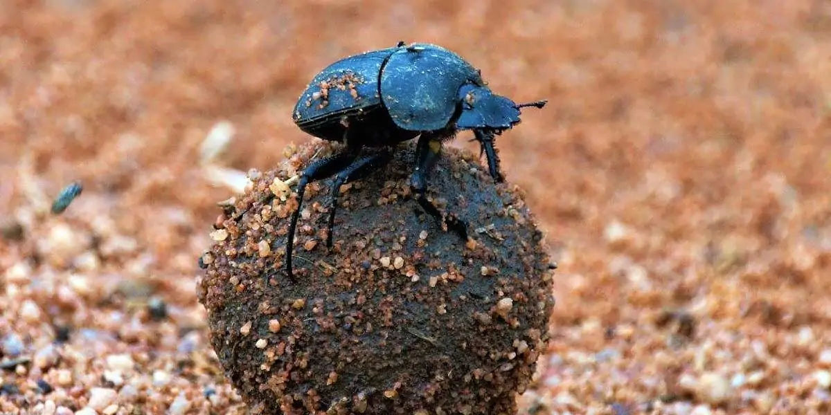 animal facts, weird animal facts, amazing animal facts, interesting animal facts, fun facts about an