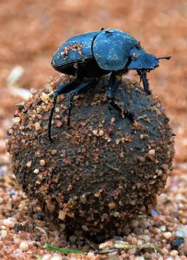 animal facts, weird animal facts, amazing animal facts, interesting animal facts, fun facts about an