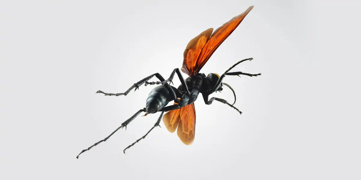 Did You Know Facts : Did you Know? Tarantula hawks have the most venomous  insect bites. | Shortpedia