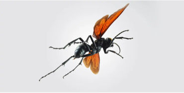 animal facts, weird animal facts, amazing animal facts, interesting animal facts, fun facts about an