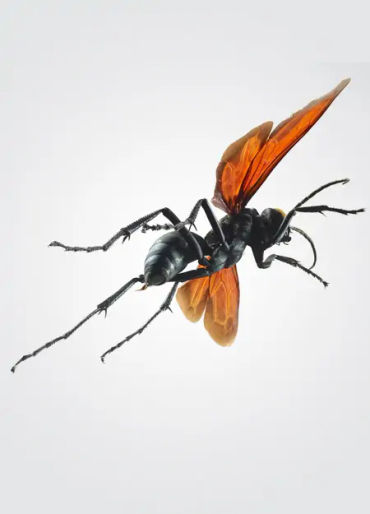 animal facts, weird animal facts, amazing animal facts, interesting animal facts, fun facts about an