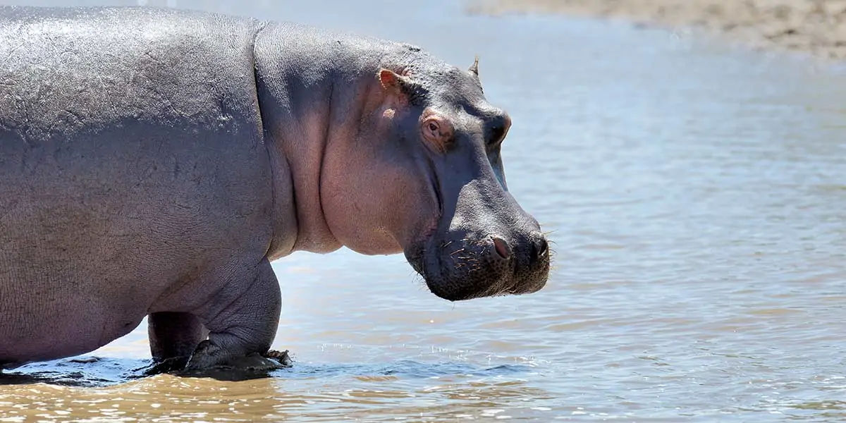 Fun Facts About Animals : Fun Fact! Hippos are incredibly quick for their  size. | Shortpedia