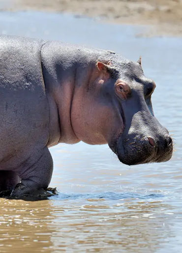 animal facts, weird animal facts, amazing animal facts, interesting animal facts, fun facts about an