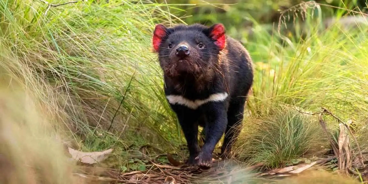 Did You Know Facts : Did you Know? Tasmanian devils have the most powerful  bite. | Shortpedia