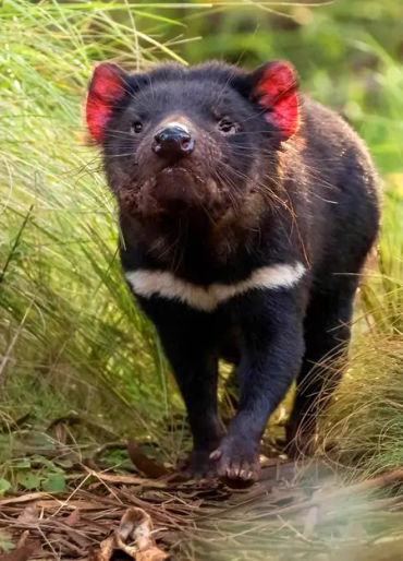 animal facts, weird animal facts, amazing animal facts, interesting animal facts, fun facts about an