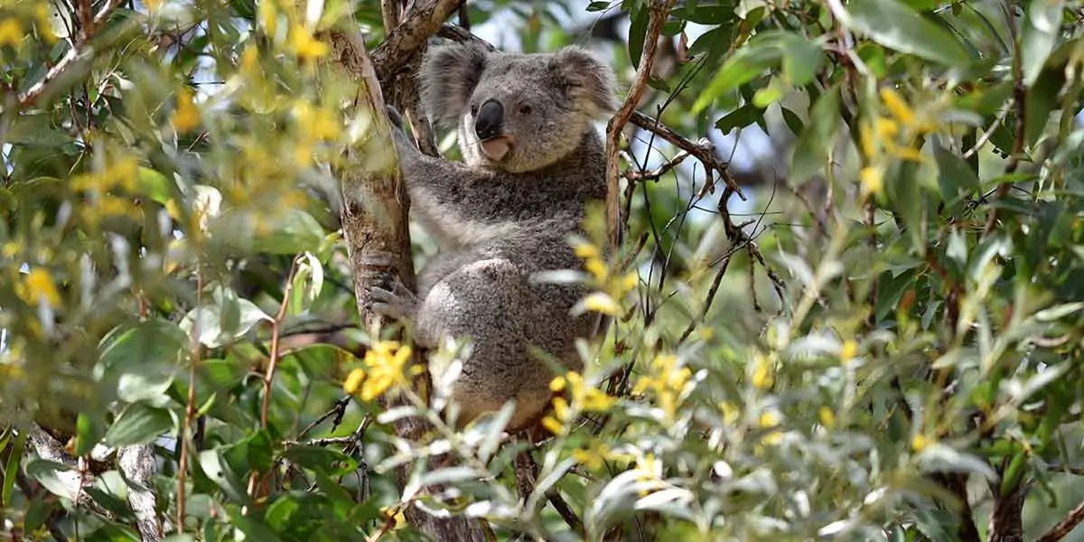 animal facts, weird animal facts, amazing animal facts, interesting animal facts, fun facts about an