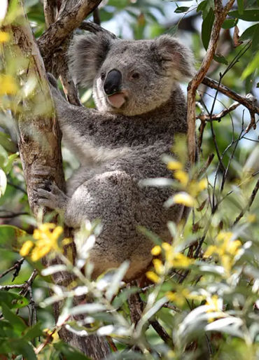 animal facts, weird animal facts, amazing animal facts, interesting animal facts, fun facts about an