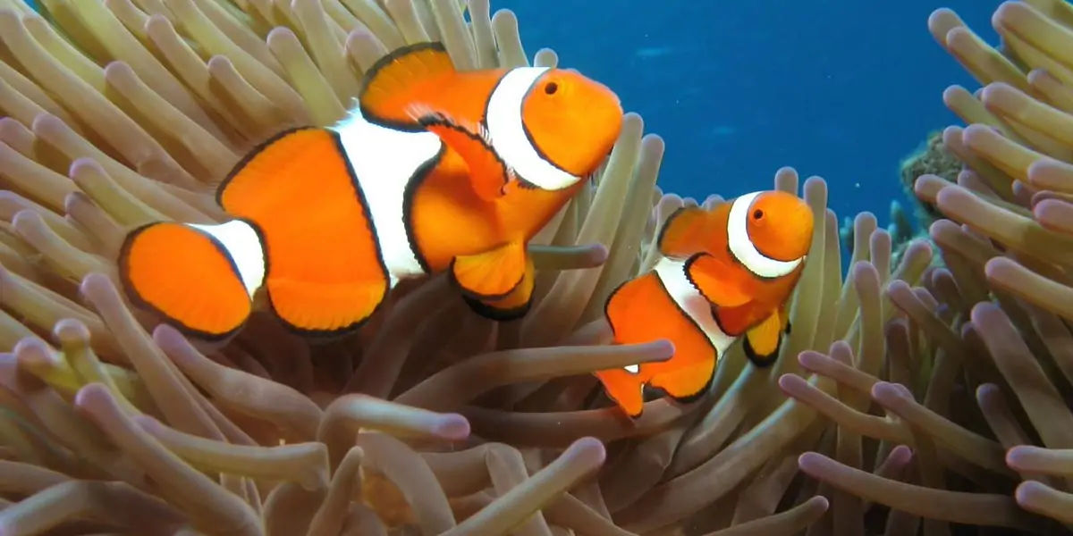 animal facts, weird animal facts, amazing animal facts, interesting animal facts, fun facts about an