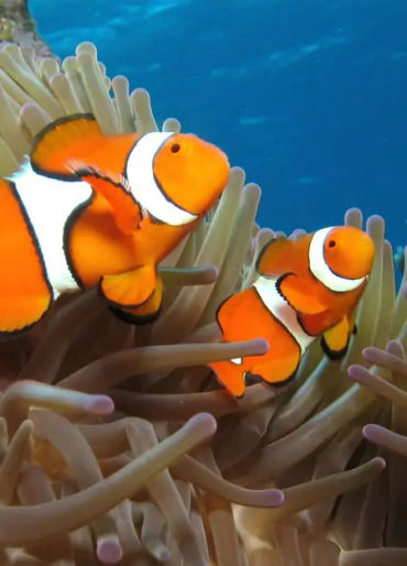 animal facts, weird animal facts, amazing animal facts, interesting animal facts, fun facts about an