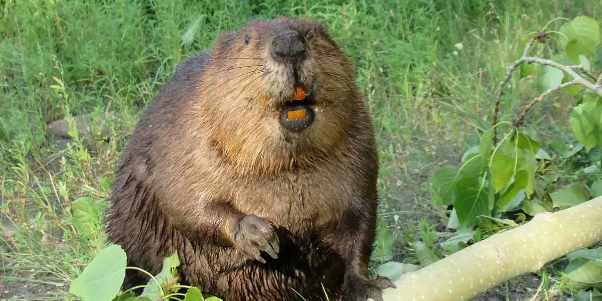 animal facts, weird animal facts, amazing animal facts, interesting animal facts, fun facts about an