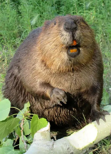 animal facts, weird animal facts, amazing animal facts, interesting animal facts, fun facts about an