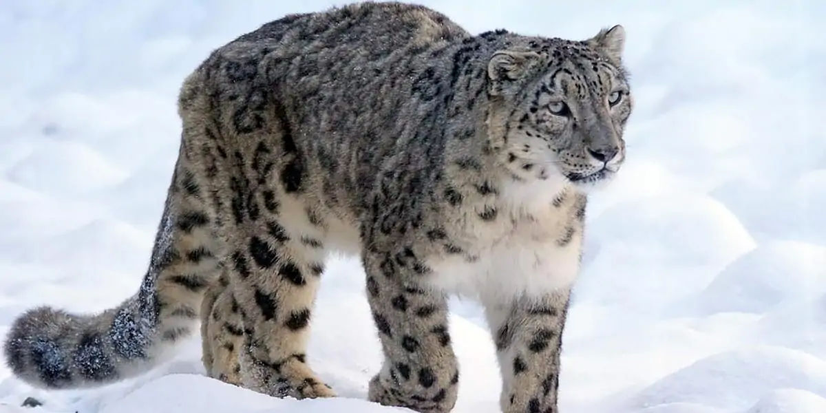 animal facts, weird animal facts, amazing animal facts, interesting animal facts, fun facts about an
