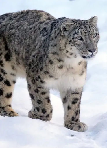 animal facts, weird animal facts, amazing animal facts, interesting animal facts, fun facts about an